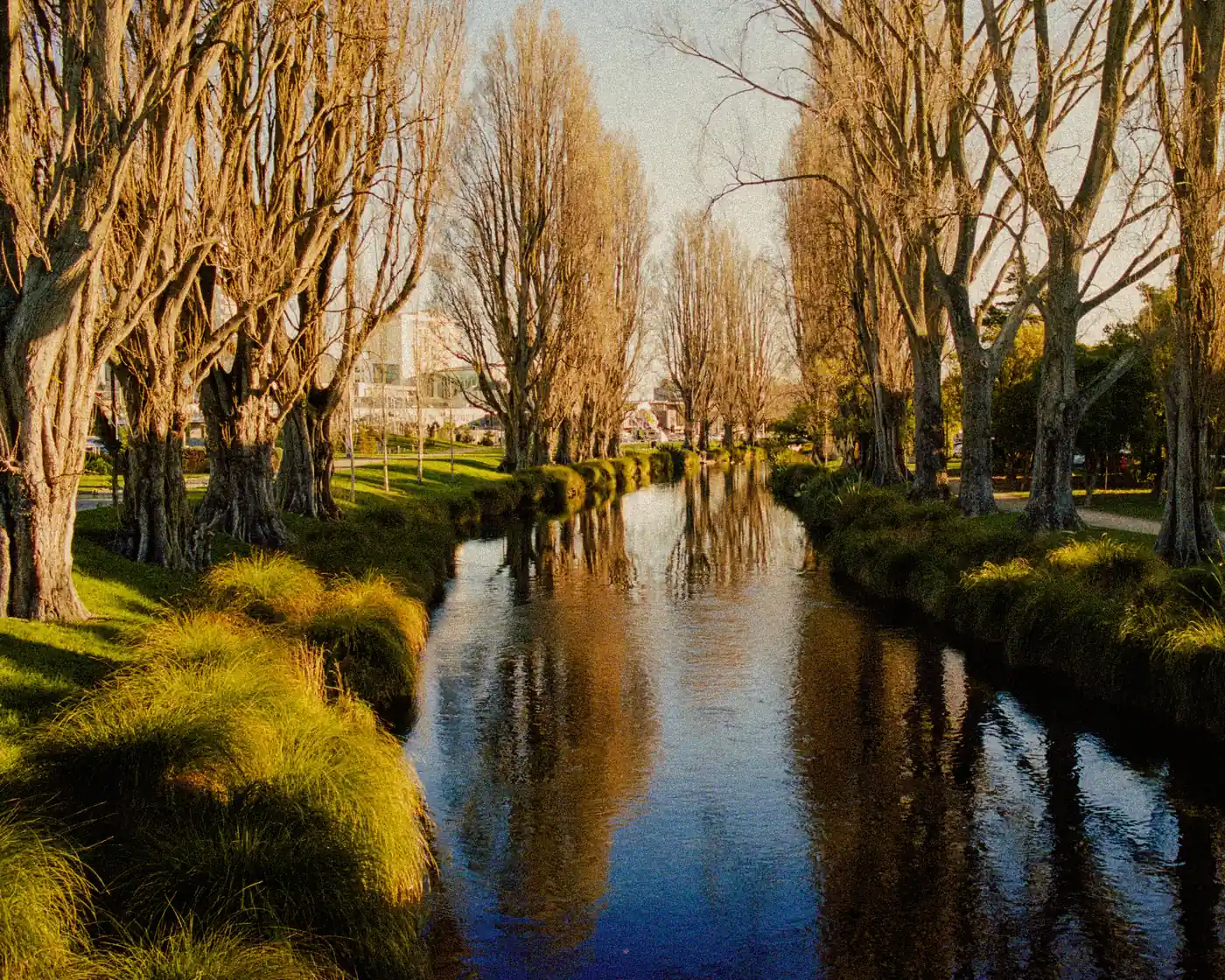 The Avon River (Ōtākaro) in central Christchurch, lined with poplars in golden winter light.