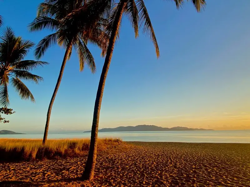 Palm trees on The Strand in Townsville at sunrise, looking across to Magnetic Island.